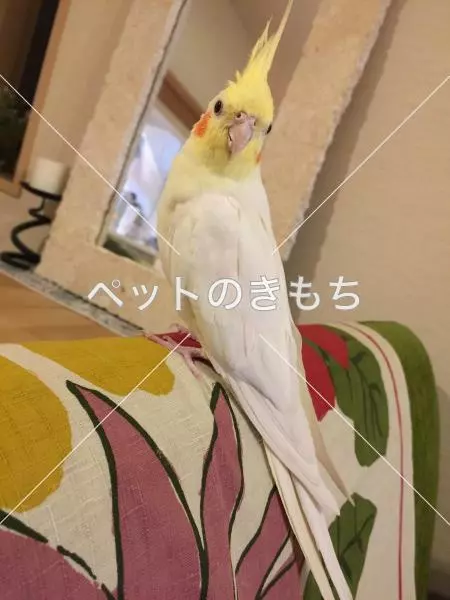 迷子鳥の画像