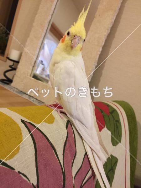 迷子鳥の画像