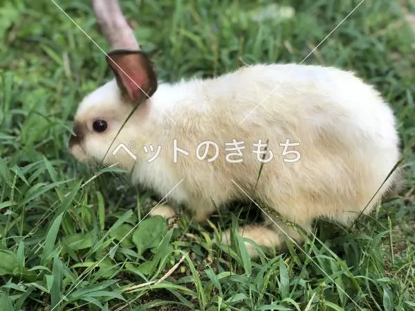 迷子ペットの画像