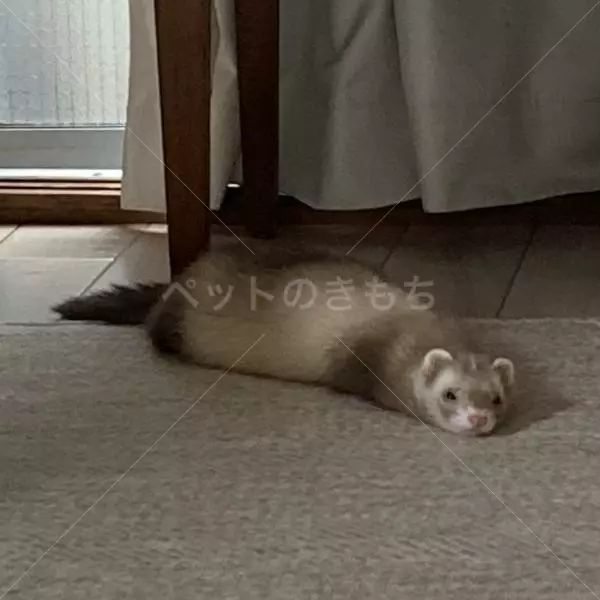 迷子ペットの画像