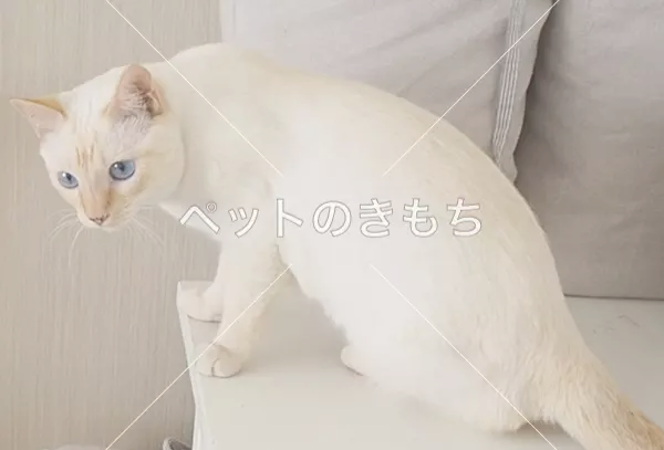 迷子猫の画像