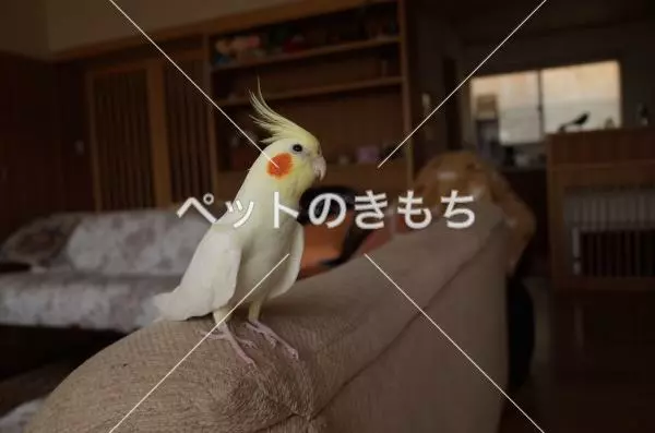 迷子鳥の画像