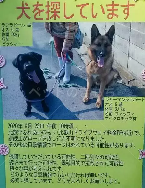 迷子犬の画像