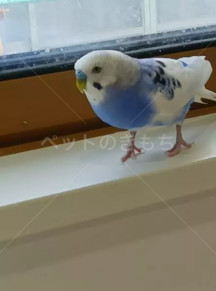 迷子鳥の画像