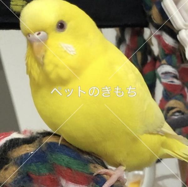 迷子鳥の画像