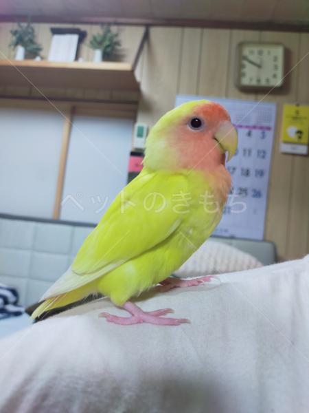 迷子鳥の画像