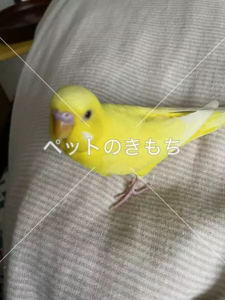 迷子鳥の画像