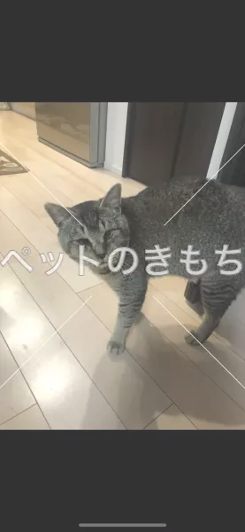 迷子猫の画像