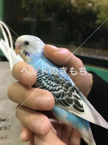 迷子鳥の画像