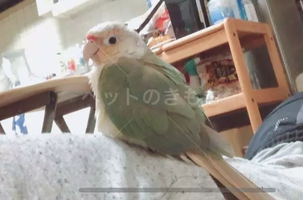 迷子鳥の画像