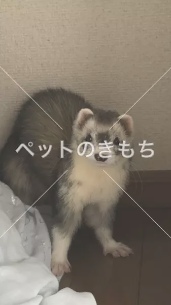 迷子ペットの画像