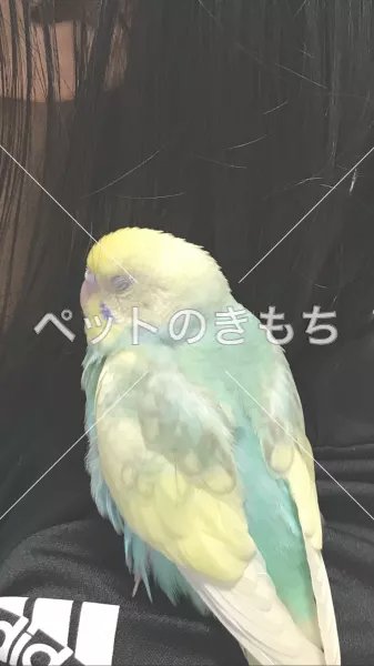 迷子鳥の画像