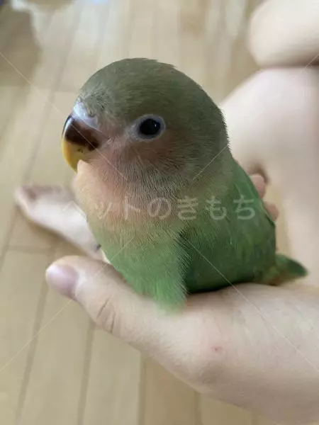 迷子鳥の画像
