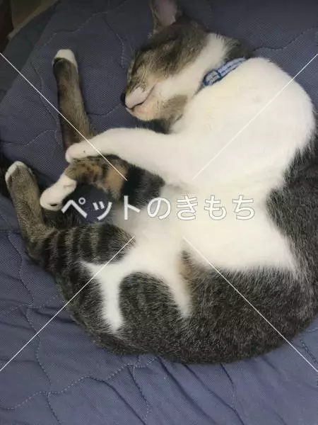 迷子猫の画像