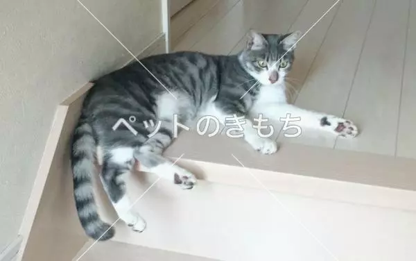 迷子猫の画像