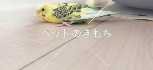迷子鳥の画像