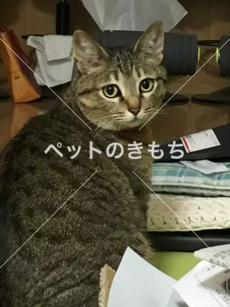 迷子猫の画像