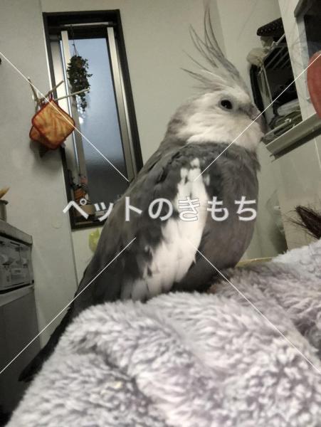迷い鳥の写真