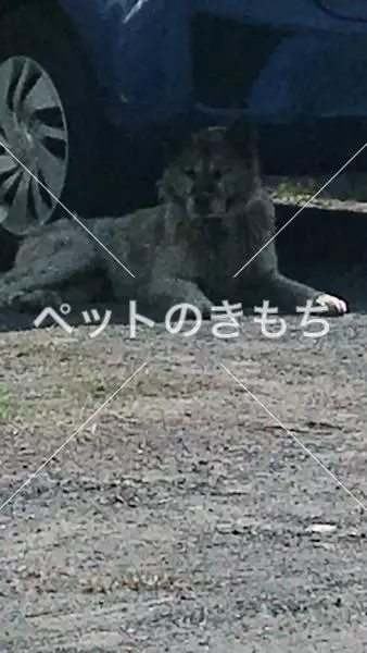 コメント投稿の画像