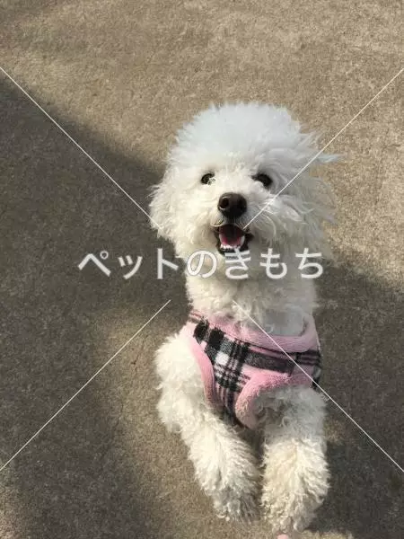 迷子犬の画像