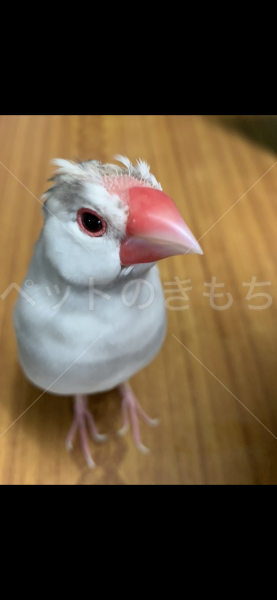 迷子鳥の画像