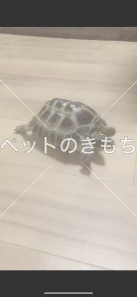 迷子ペットの画像