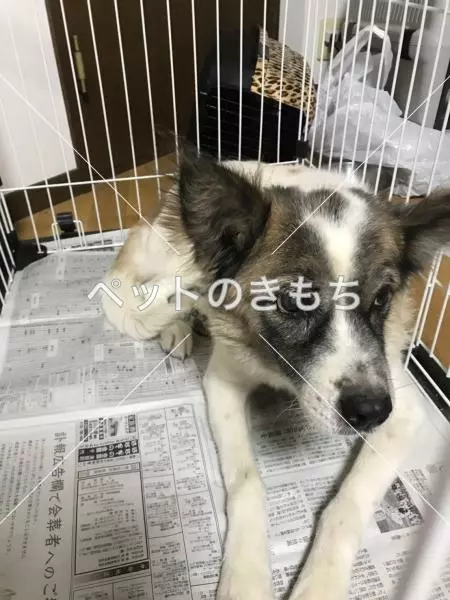 保護犬の画像