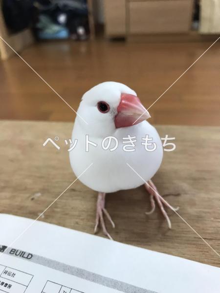 迷子鳥の画像