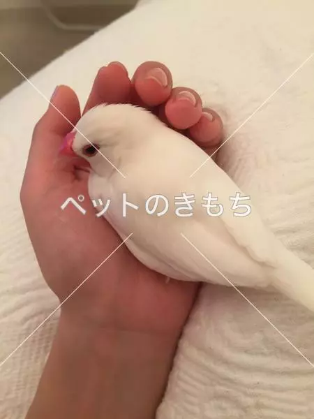 迷子鳥の画像