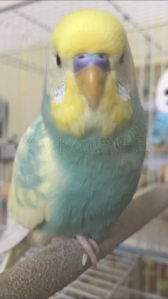 迷子鳥の画像