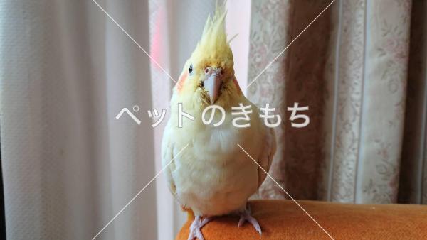 迷い鳥の写真