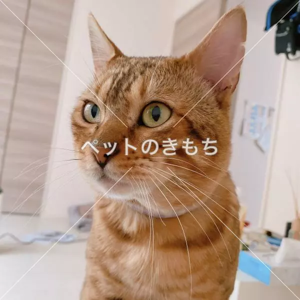 迷子猫の画像