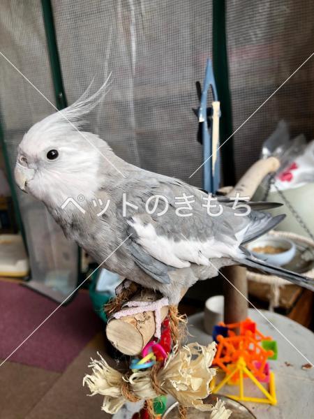 迷子鳥の画像