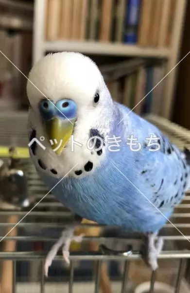 迷子鳥の画像