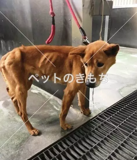 コメント投稿の画像