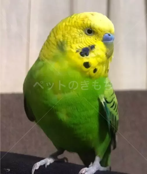 迷子鳥の画像