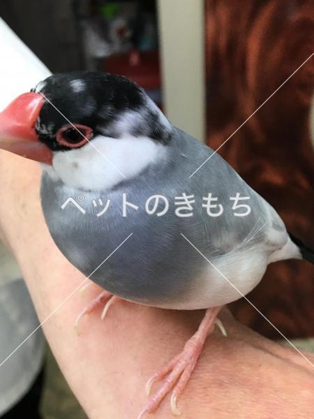 保護鳥の画像