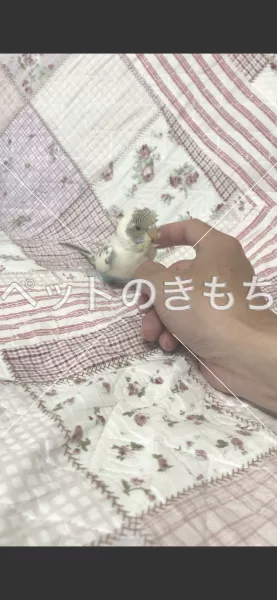 迷子鳥の画像