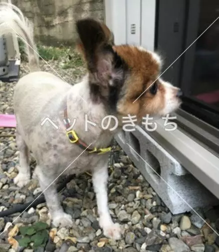 保護犬の画像