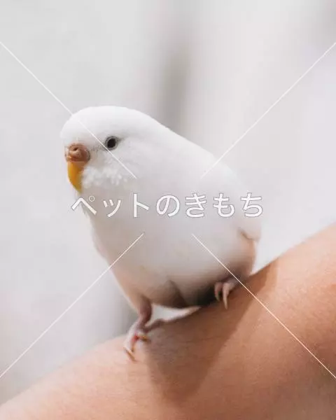 迷子鳥の画像