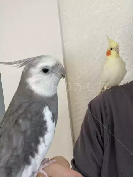迷子鳥の画像