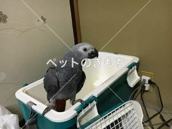 迷子鳥の画像