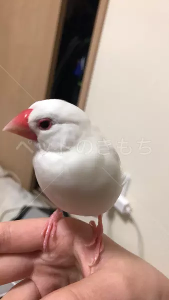 迷子鳥の画像