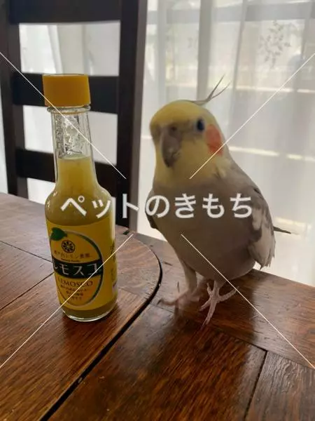 迷子鳥の画像