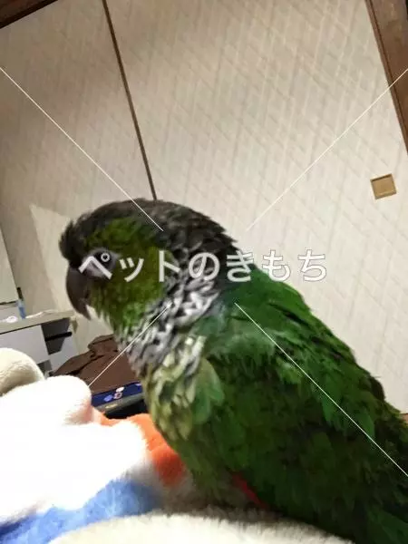 迷子鳥の画像