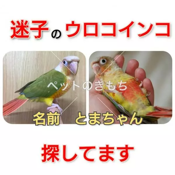 迷子鳥の画像