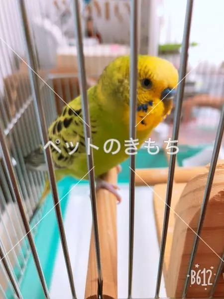 保護鳥の画像
