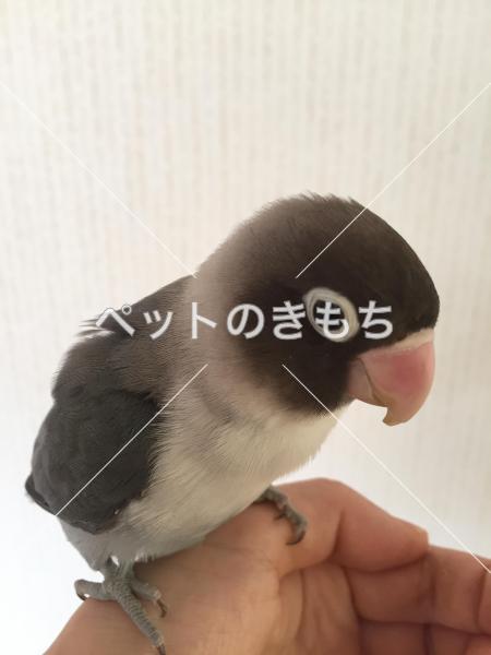 迷子鳥の画像