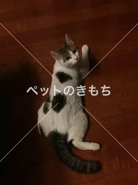 迷子猫の画像