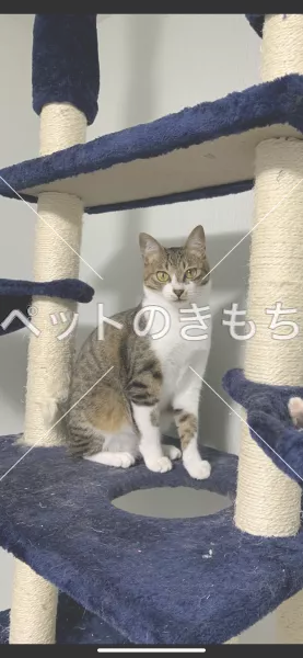 迷子猫の画像
